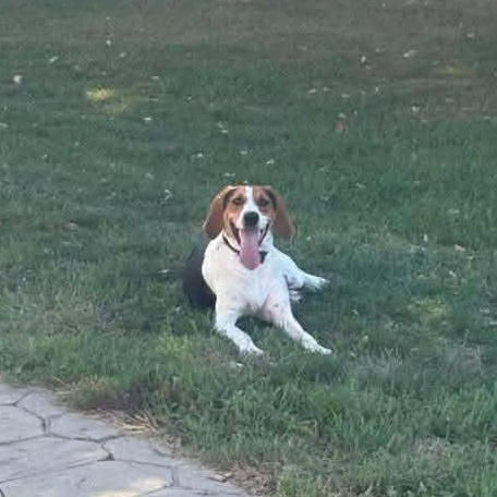 Enlarge Missy, a Adoptable Treeing Walker Coonhound in Petersburg, IL image 4/5