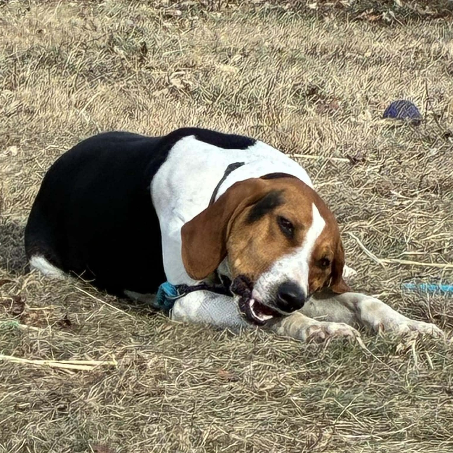 Enlarge Missy, a Adoptable Treeing Walker Coonhound in Petersburg, IL image 2/5
