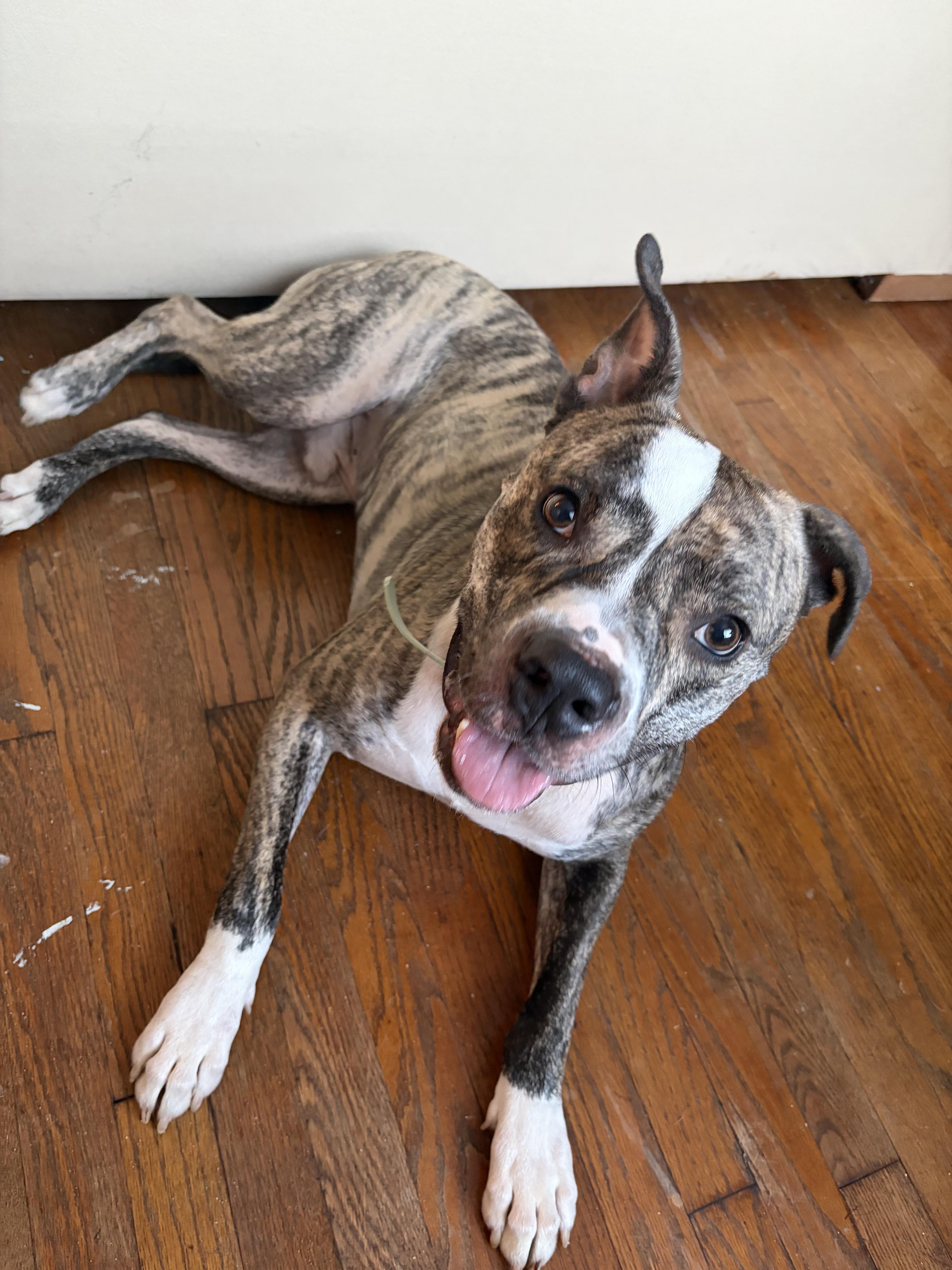 Mello needs his forever home-- Courtesy post- in temporary foster, Adoptable, Adult Male Mixed Breed.