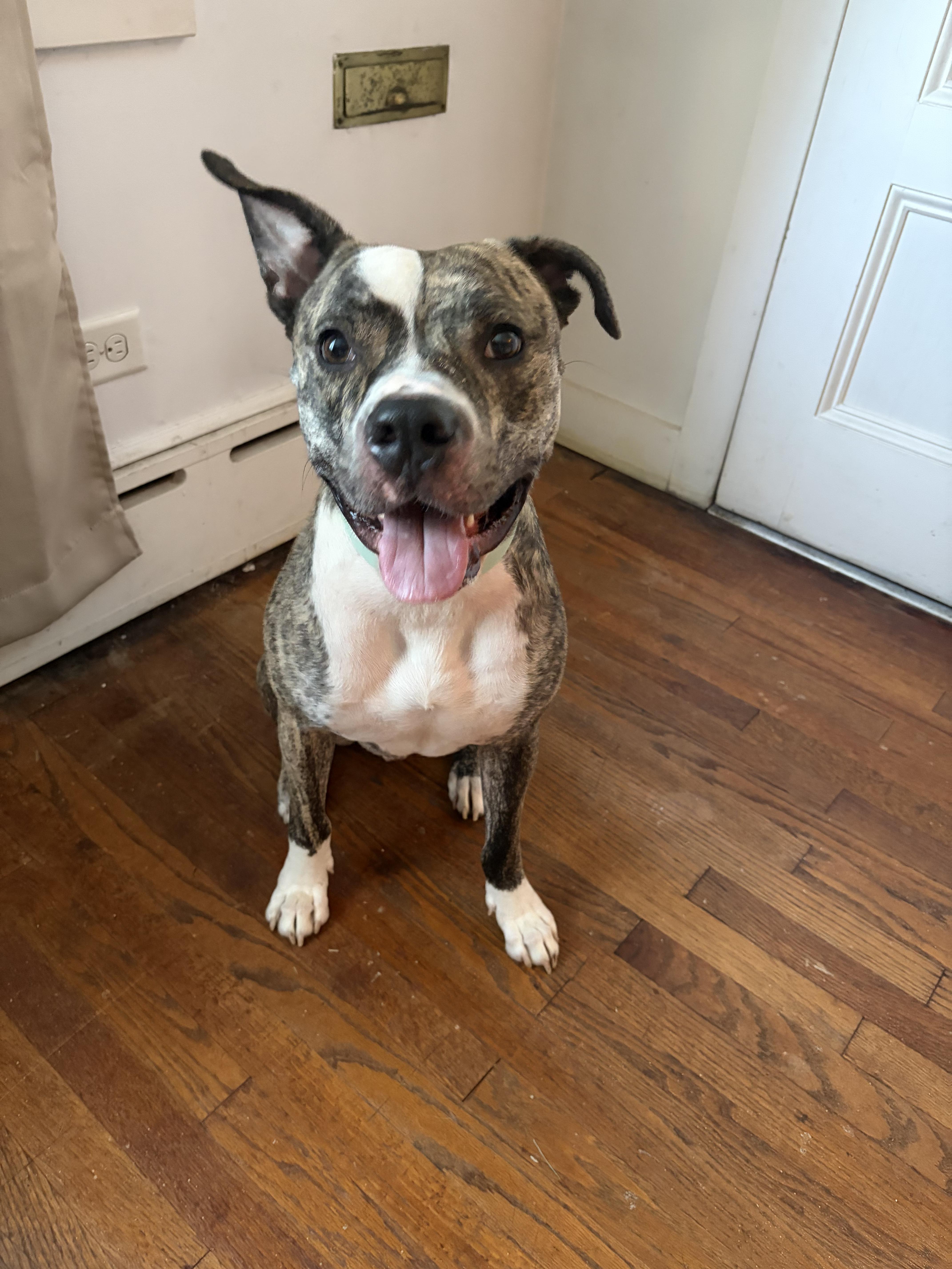 Enlarge Mello needs his forever home-- Courtesy post- in temporary foster, a Adoptable Mixed Breed in Lake Hopatcong, NJ image 2/3