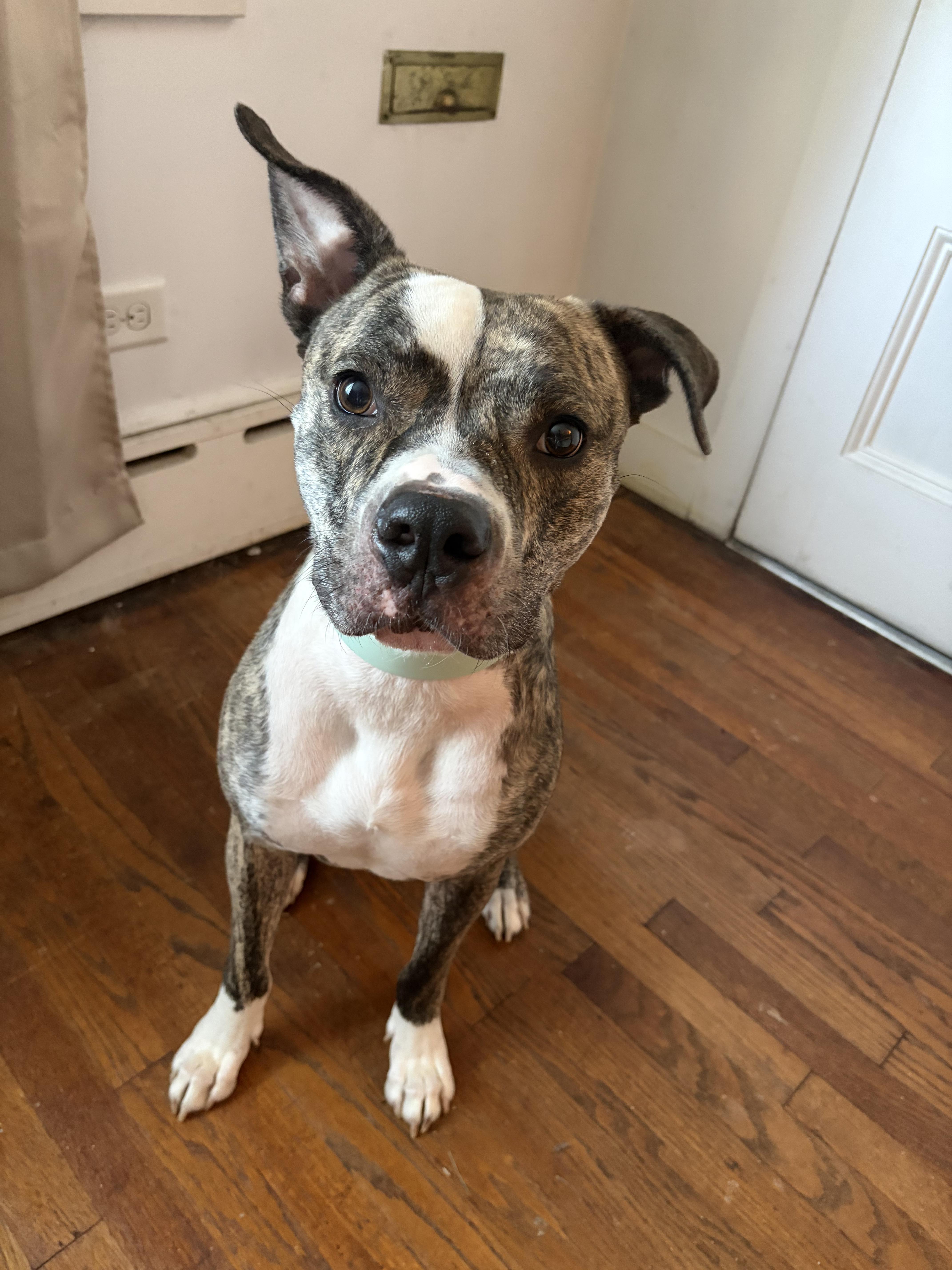 Enlarge Mello needs his forever home-- Courtesy post- in temporary foster, a Adoptable Mixed Breed in Lake Hopatcong, NJ image 3/3