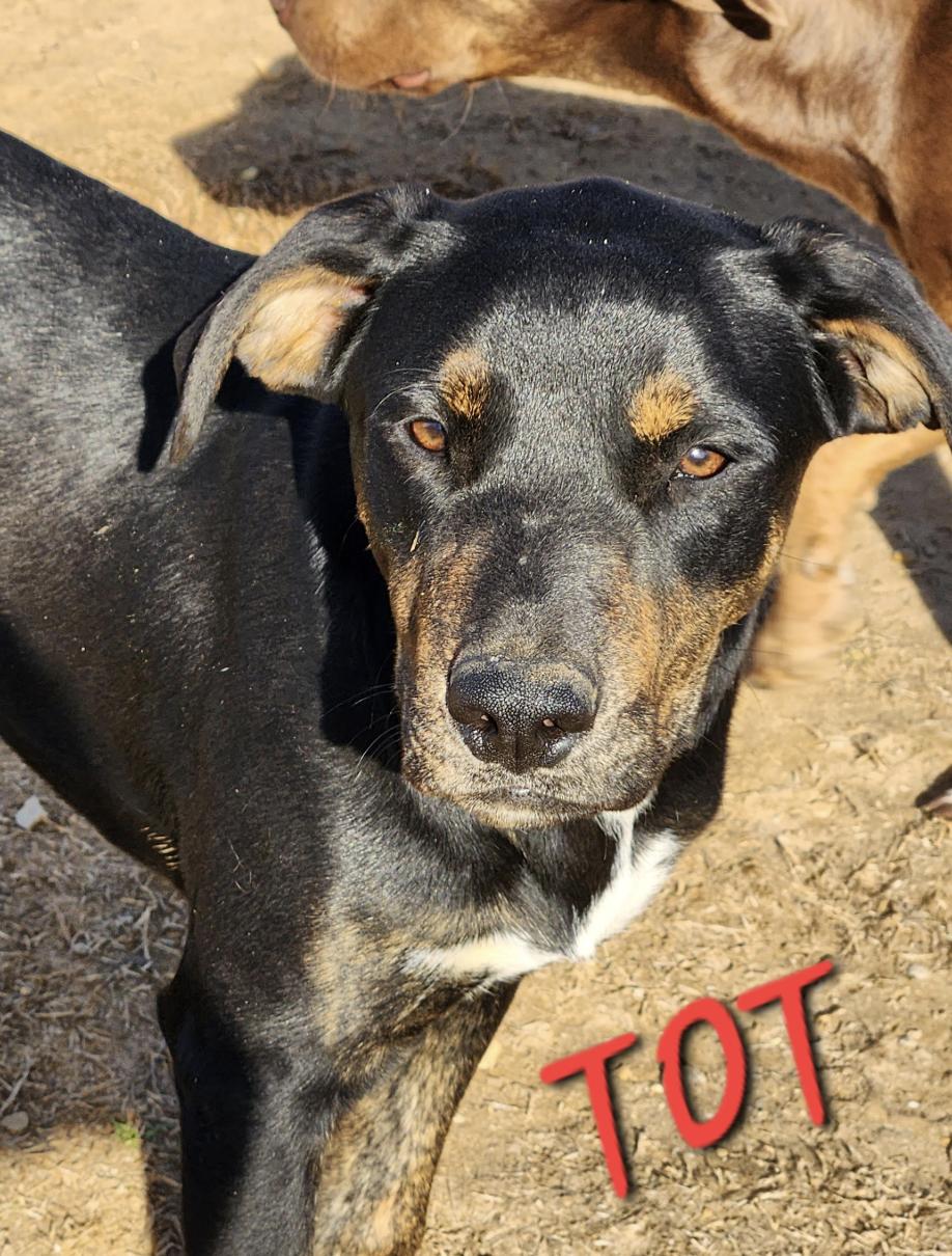 Tot Toodles, Adoptable, Young Female Labrador Retriever.