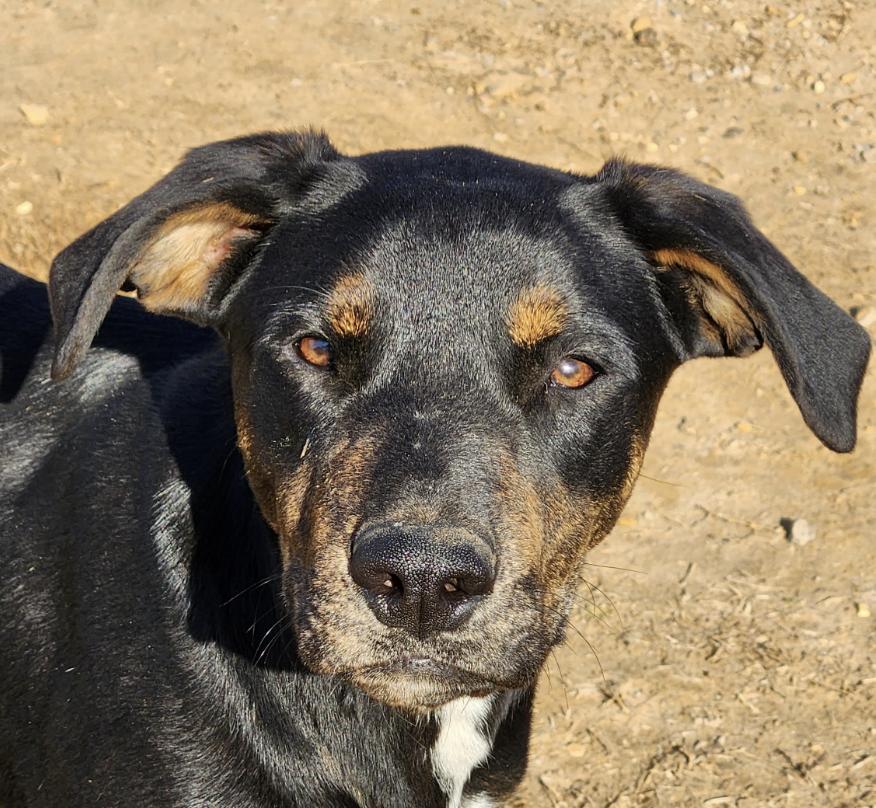 Tot Toodles, a Adoptable mixed breed in Woburn, MA image 1/5