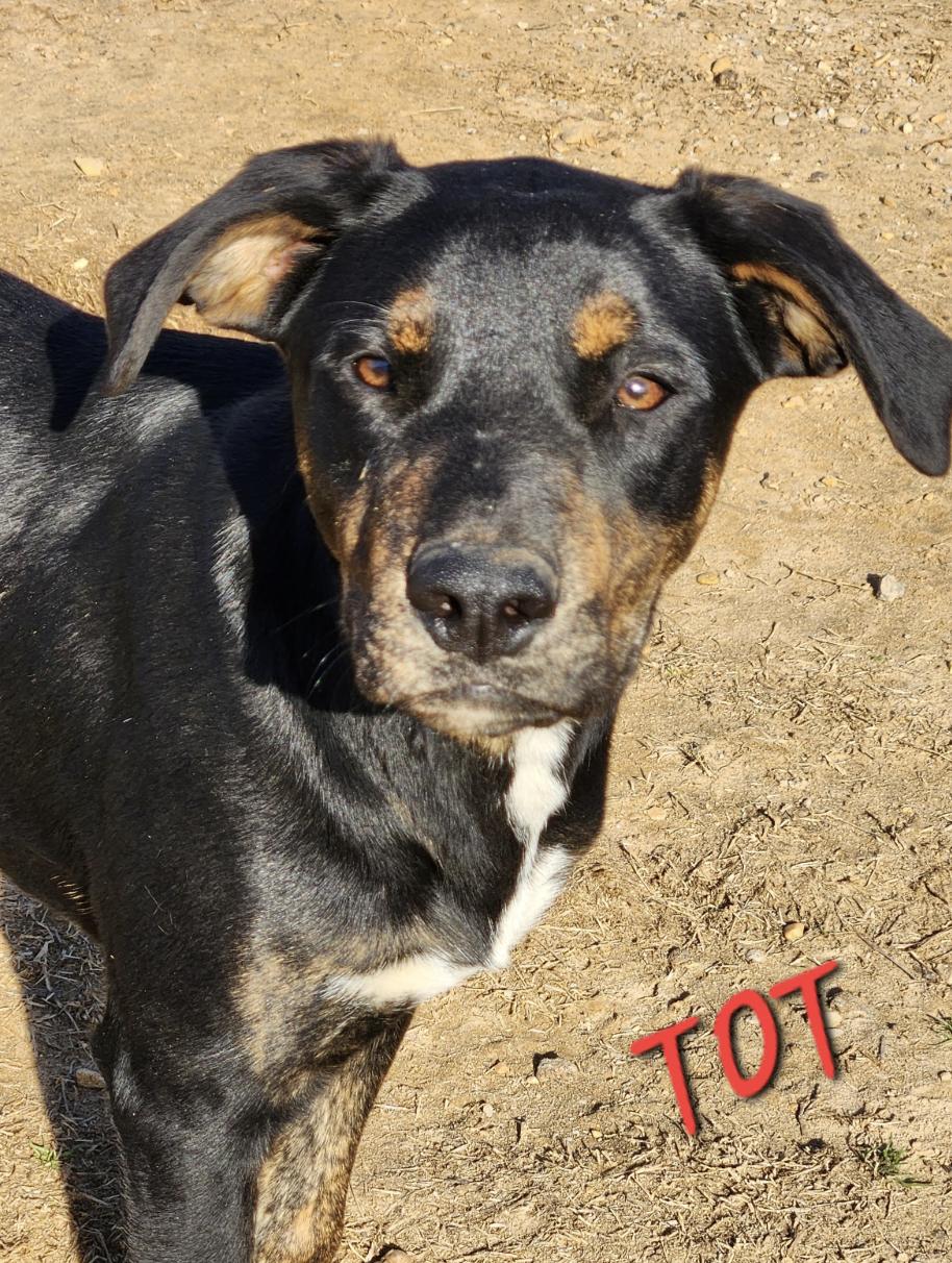 Tot Toodles, a Adoptable mixed breed in Woburn, MA image 3/5