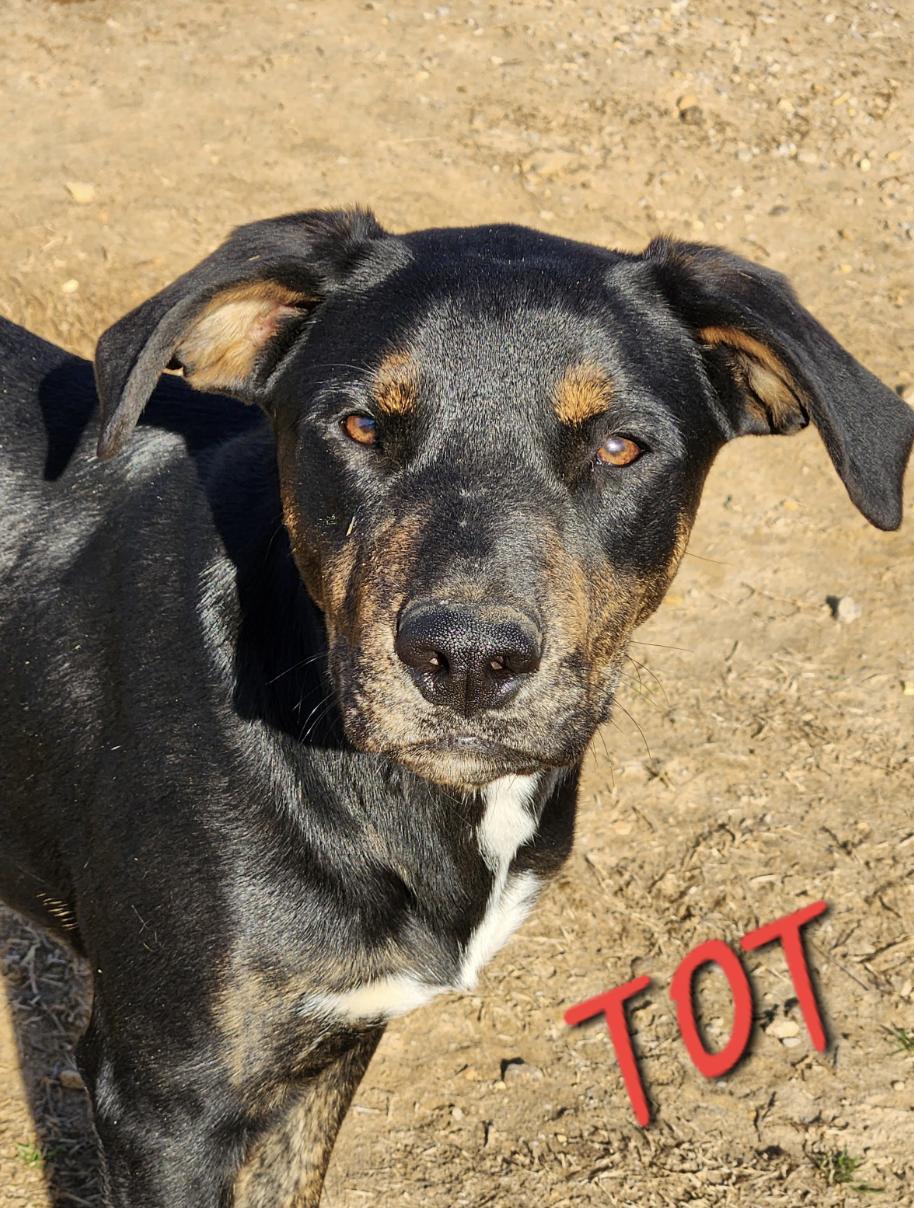 Tot Toodles, a Adoptable mixed breed in Woburn, MA image 4/5