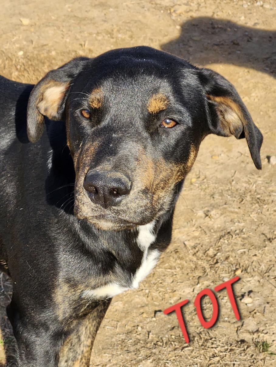 Tot Toodles, a Adoptable mixed breed in Woburn, MA image 2/5