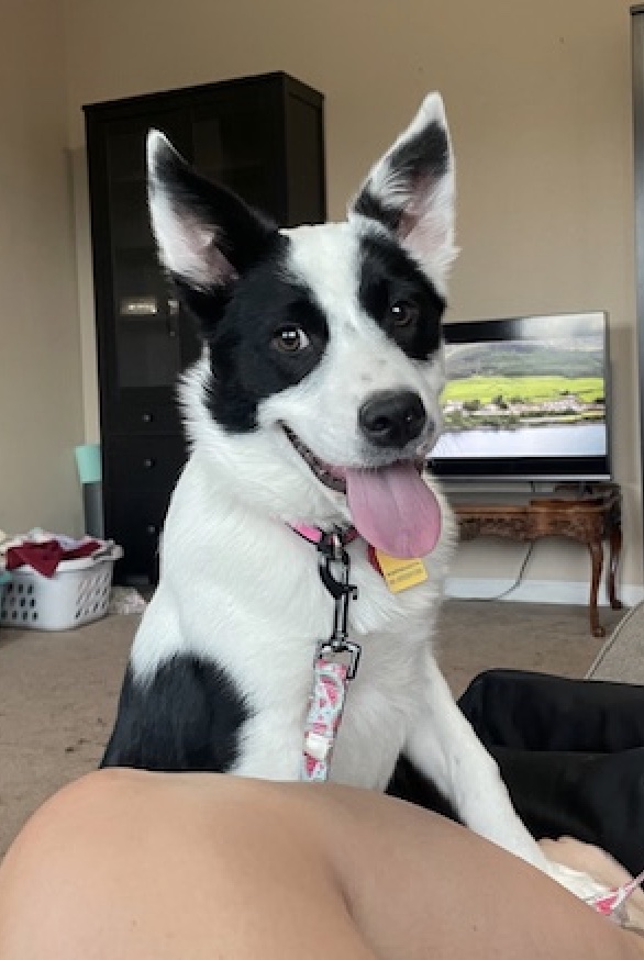 Enlarge Libi, a Adopted Border Collie in cheyenne, WY image 1/1