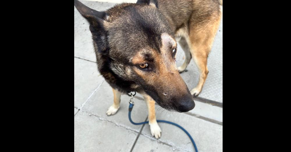 Enlarge Benny, a Adoptable mixed breed in Naperville, IL image 1/3