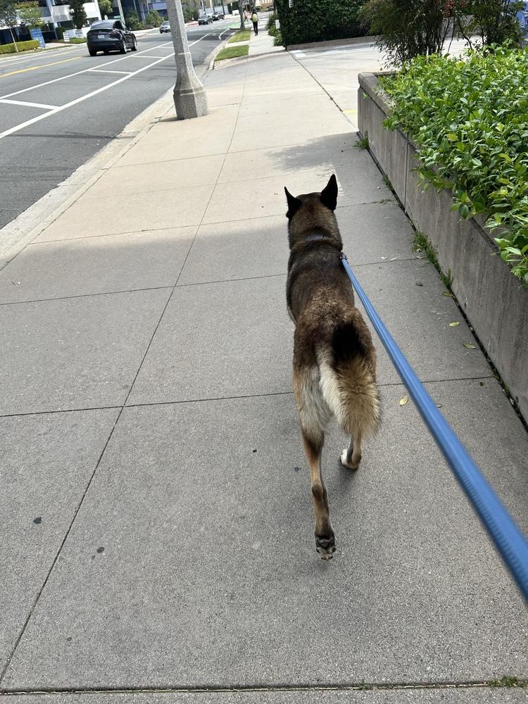 Enlarge Benny, a Adoptable mixed breed in Naperville, IL image 2/3
