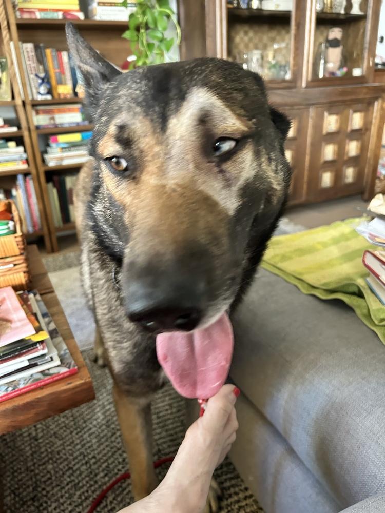 Enlarge Benny, a Adoptable mixed breed in Naperville, IL image 3/3