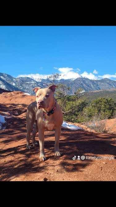 Enlarge Miracle, a Adoptable mixed breed in RYE, CO image 1/1