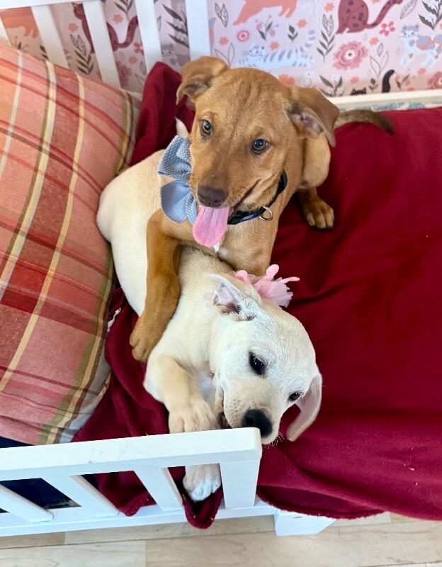 Enlarge Satsuma Citrus, a Adoptable mixed breed in Friendswood, TX image 1/2