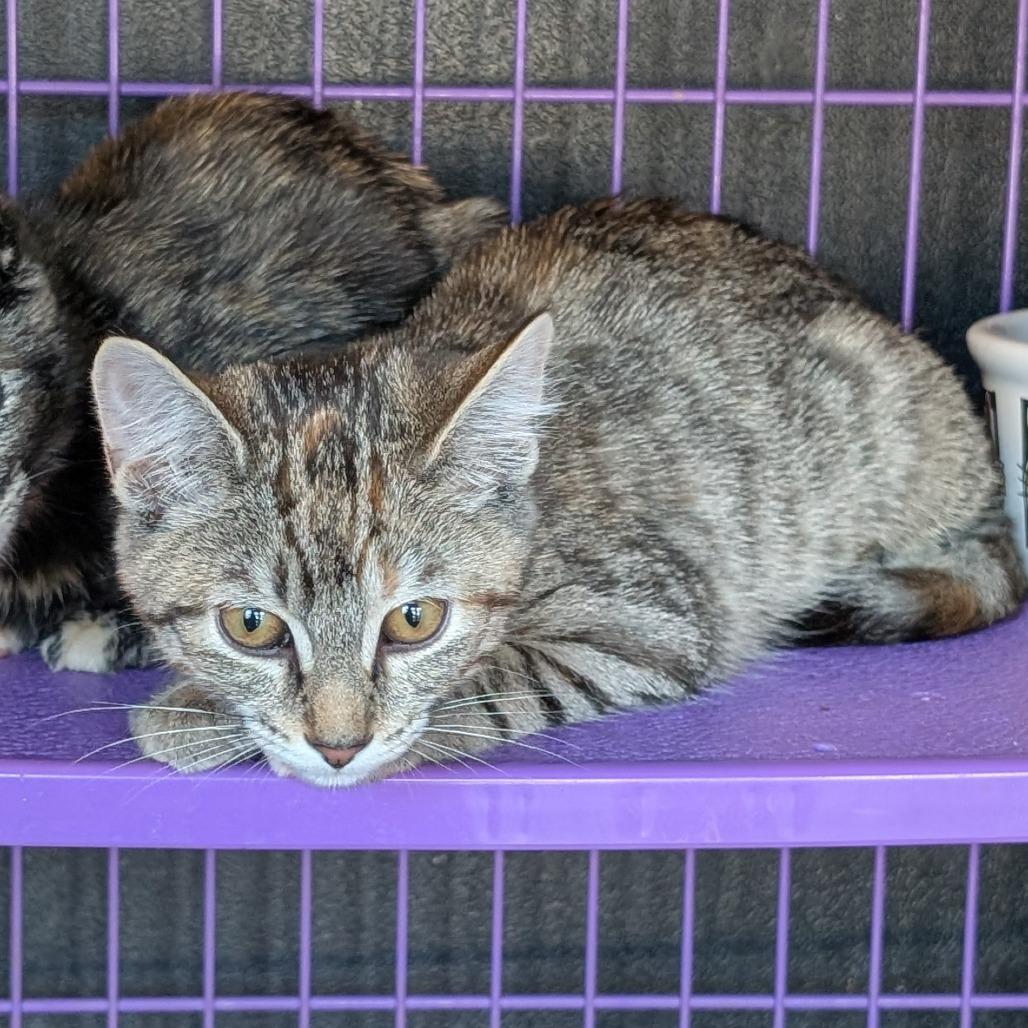 Emma, a Adoptable Domestic Short Hair in South Haven, MI image 1/4