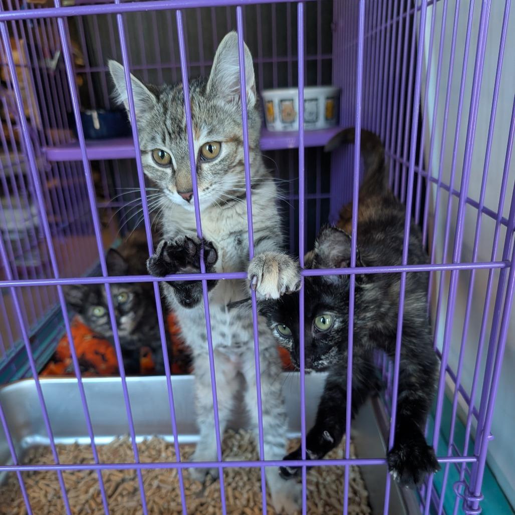 Emma, a Adoptable Domestic Short Hair in South Haven, MI image 2/4