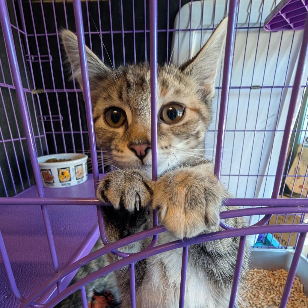 Emma, a Adoptable Domestic Short Hair in South Haven, MI image 3/4