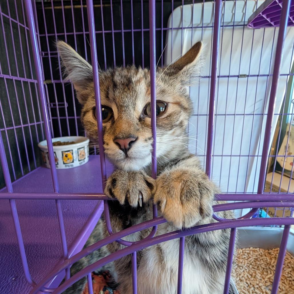 Emma, a Adoptable Domestic Short Hair in South Haven, MI image 4/4