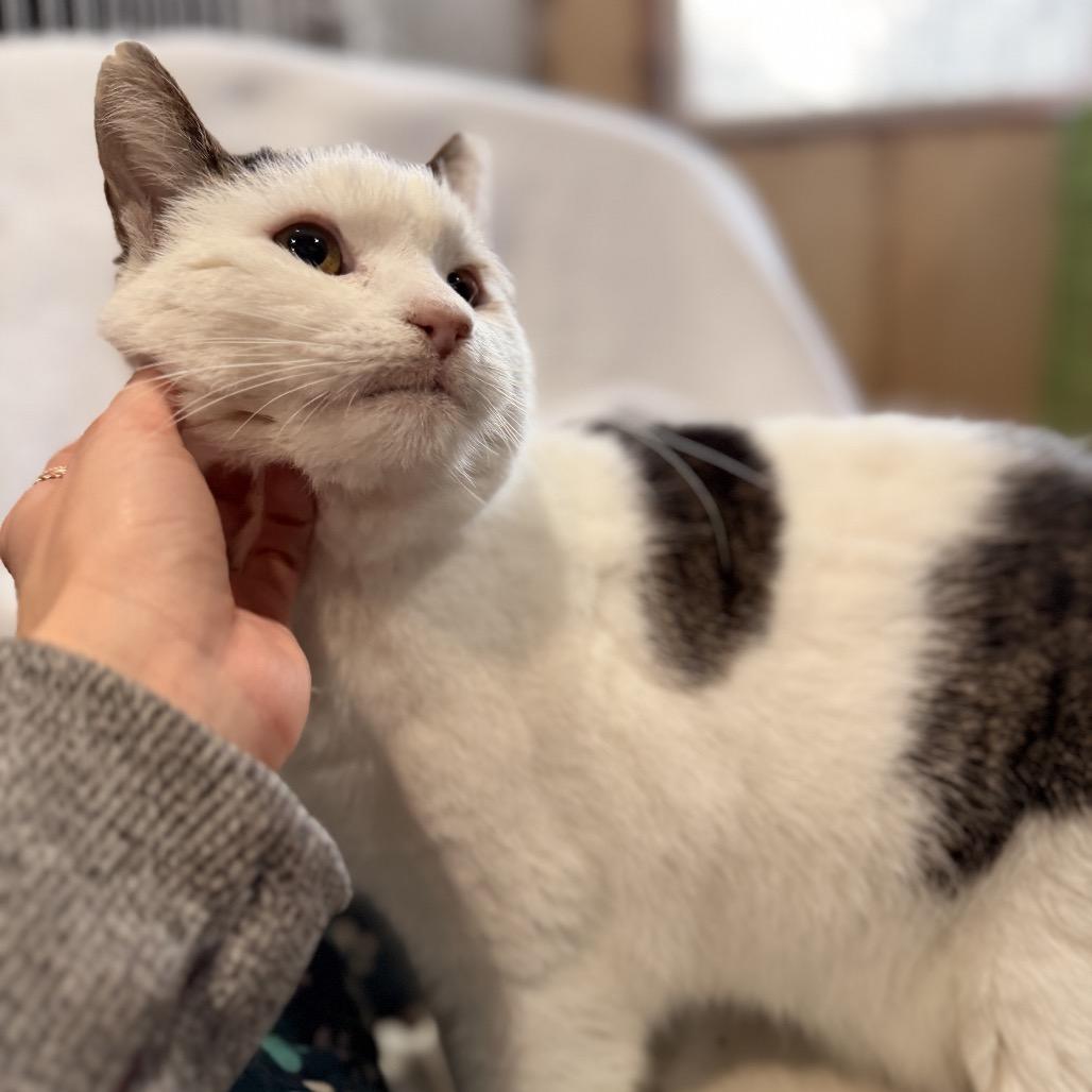 Enlarge Cannoli, a Adoptable Domestic Short Hair in Pasadena , MD image 1/2