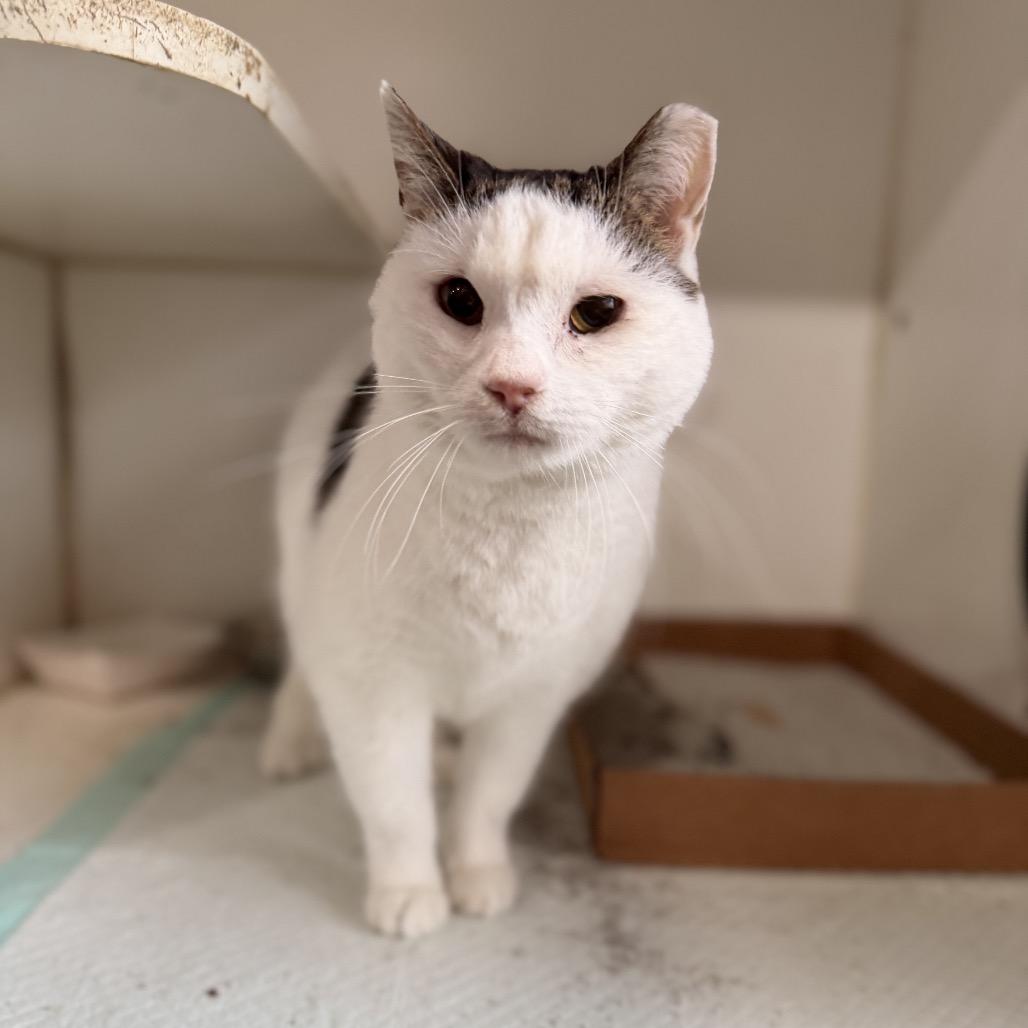 Enlarge Cannoli, a Adoptable Domestic Short Hair in Pasadena , MD image 2/2