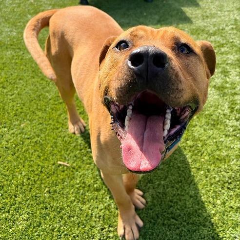 Big Mac, a Adoptable mixed breed in Concord, NC image 1/6