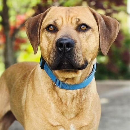 Big Mac, a Adoptable mixed breed in Concord, NC image 2/6