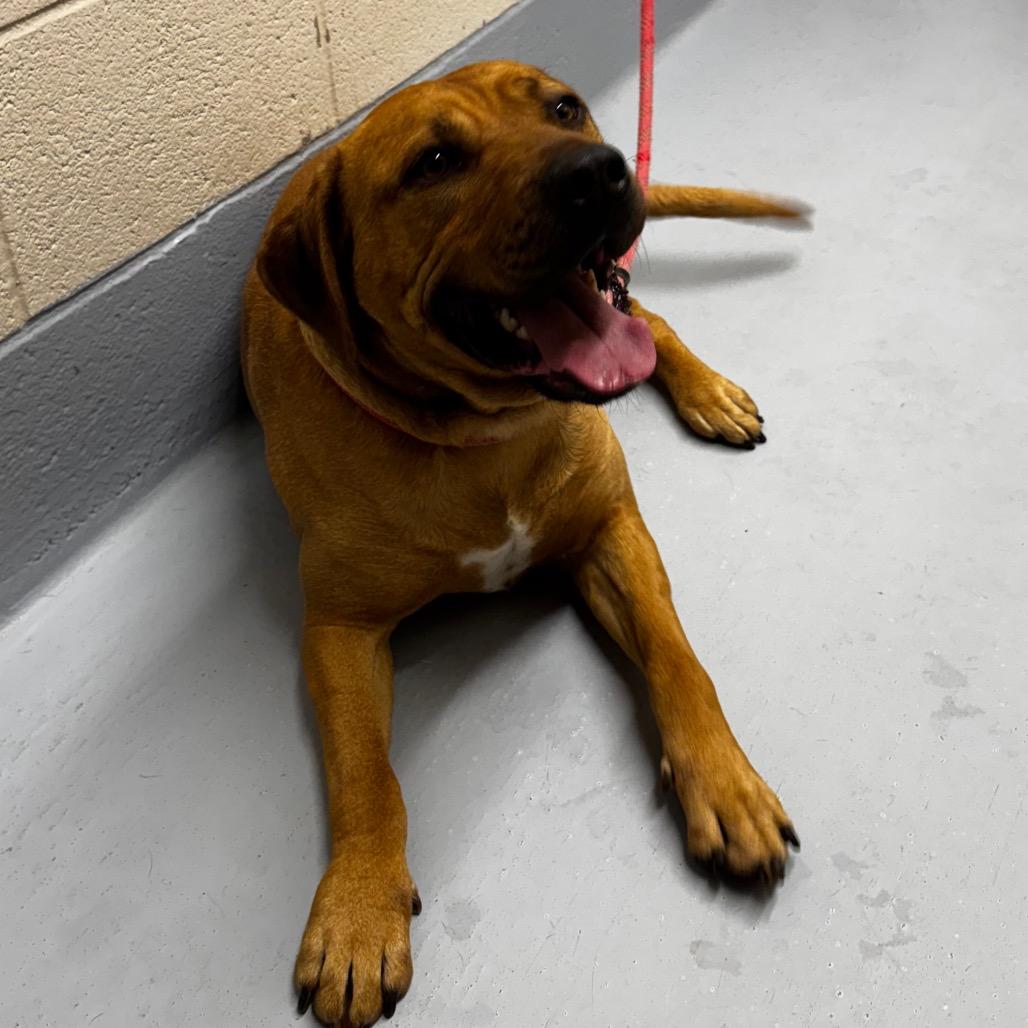 Big Mac, a Adoptable mixed breed in Concord, NC image 3/6