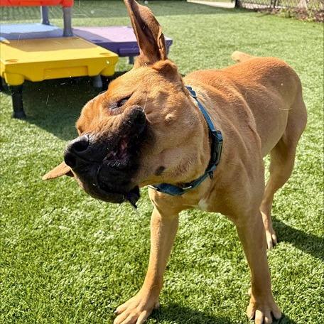 Big Mac, a Adoptable mixed breed in Concord, NC image 4/6