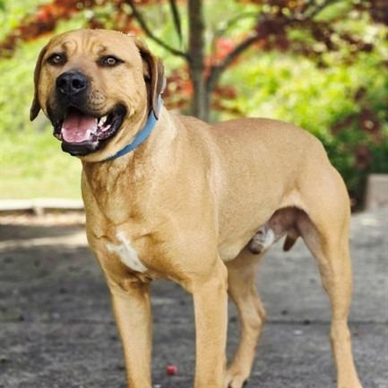 Big Mac, a Adoptable mixed breed in Concord, NC image 5/6