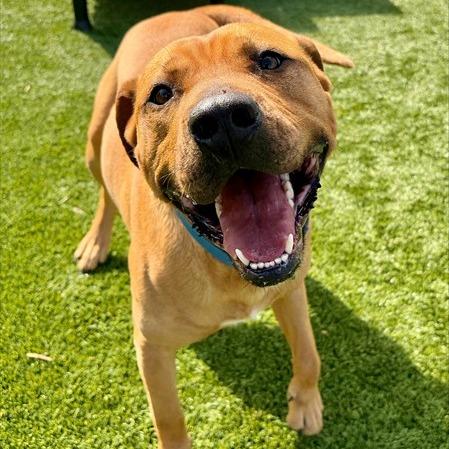 Big Mac, a Adoptable mixed breed in Concord, NC image 6/6