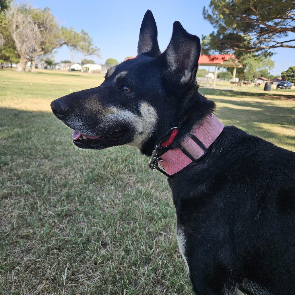 Enlarge Nova, a Adoptable mixed breed in Odessa, TX image 1/3