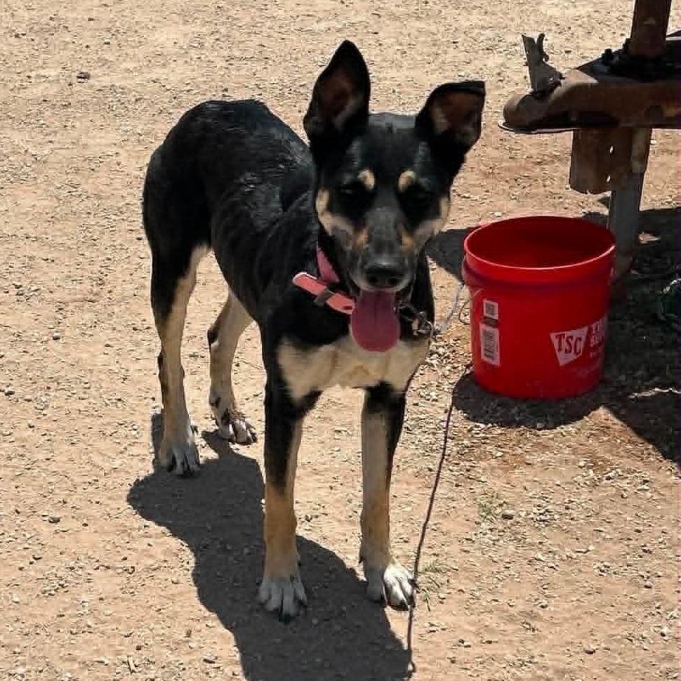 Enlarge Nova, a Adoptable mixed breed in Odessa, TX image 2/3