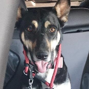 Enlarge Nova, a Adoptable mixed breed in Odessa, TX image 3/3