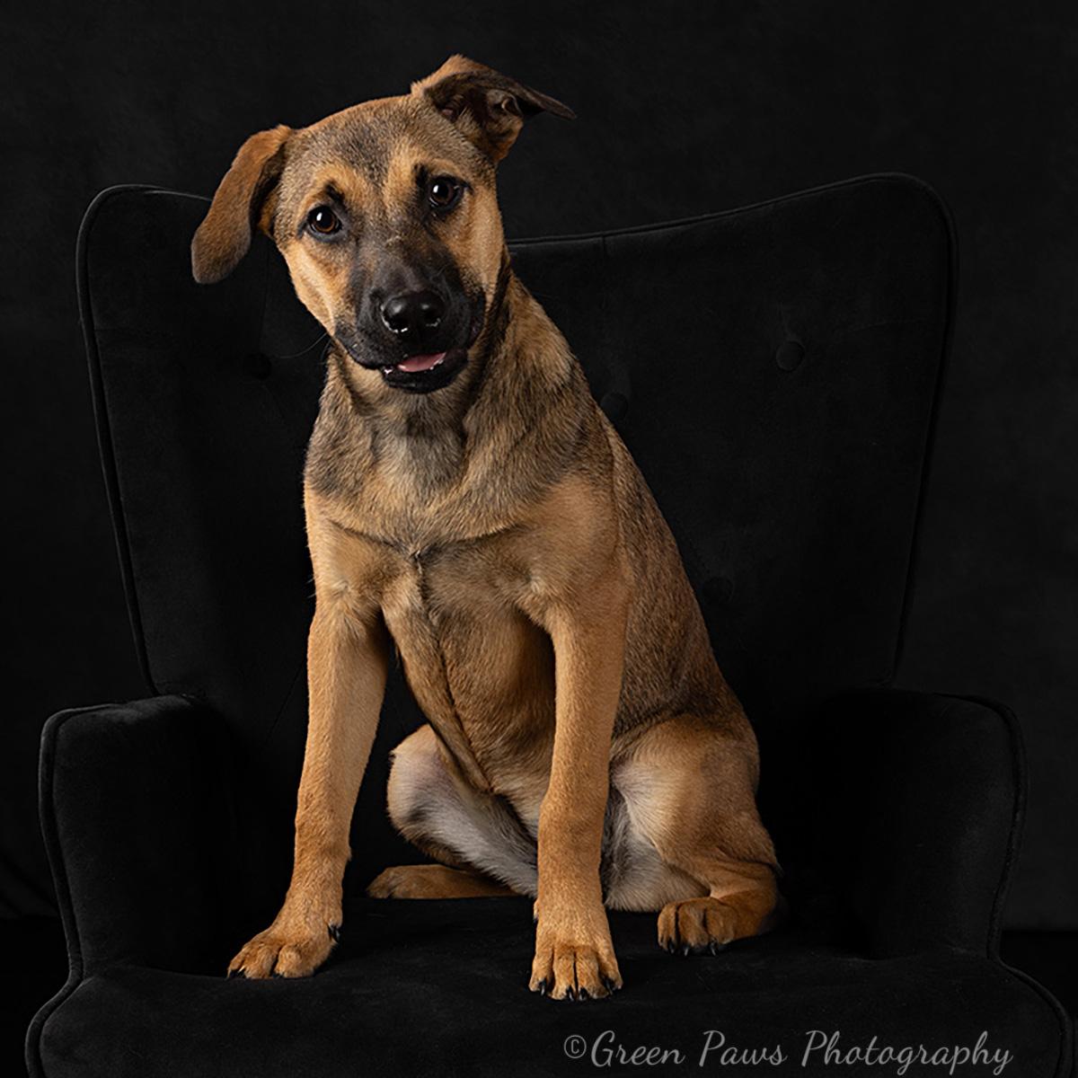 Enlarge Eggnog, an adopted mixed breed in Darien, IL image 1/5