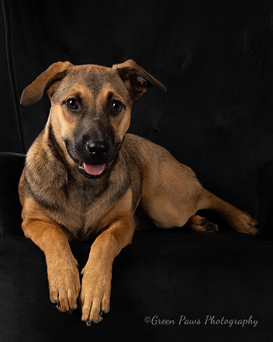 Enlarge Eggnog, an adopted mixed breed in Darien, IL image 2/5