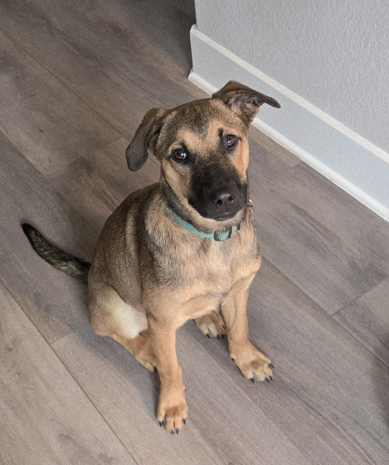 Enlarge Eggnog, an adopted mixed breed in Darien, IL image 3/5