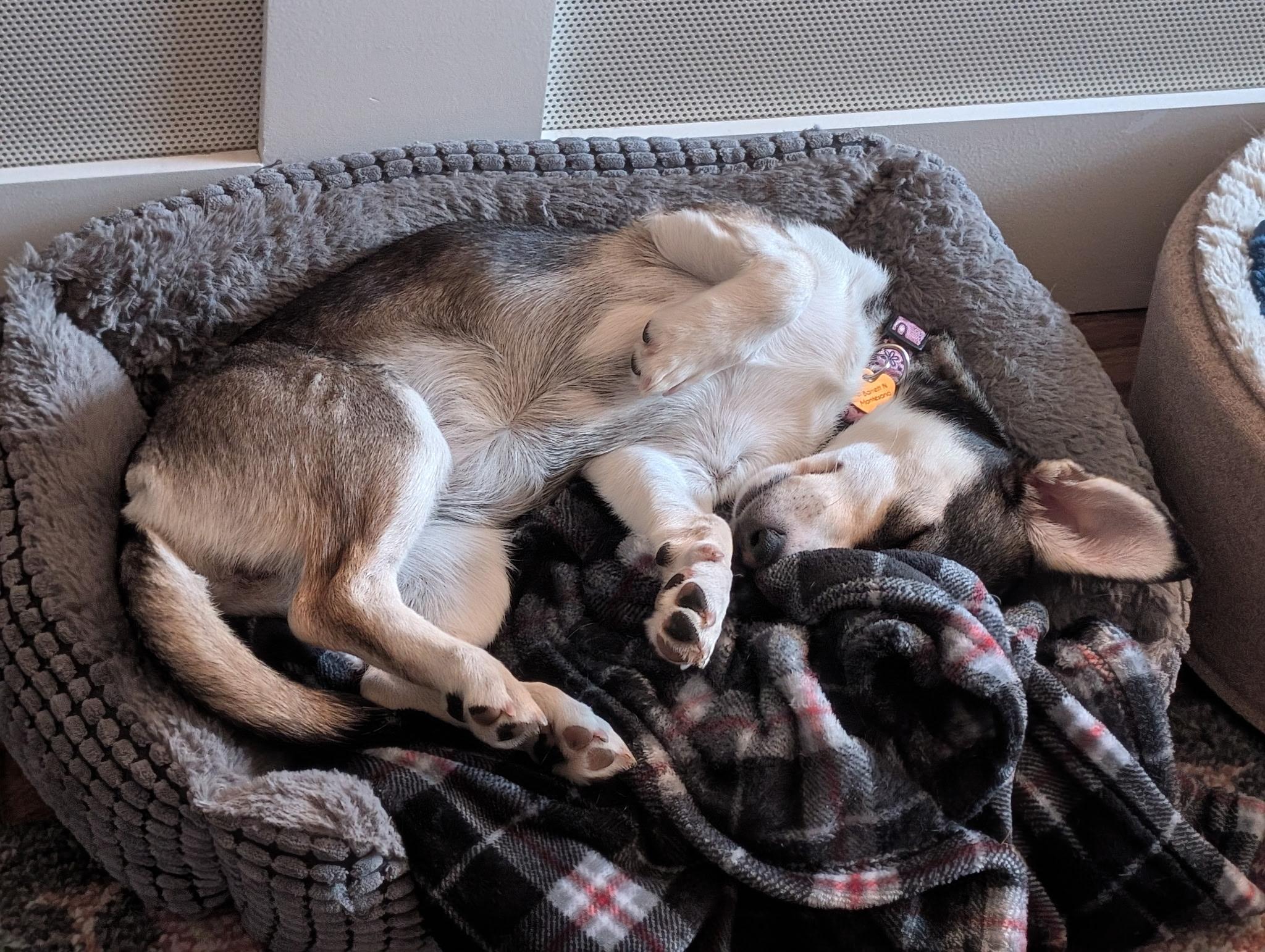 Enlarge Louie, a Adopted mixed breed in Olympia, WA image 6/6