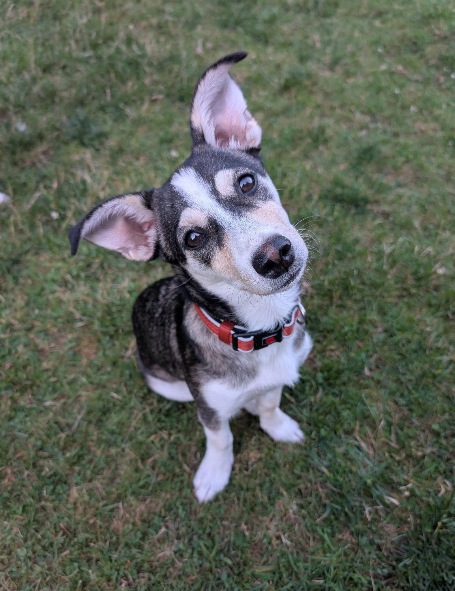 Enlarge Louie, a Adopted mixed breed in Olympia, WA image 1/6
