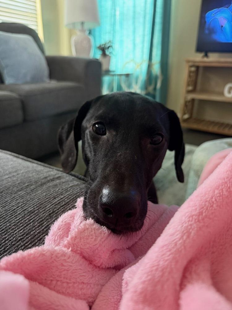 Whoopi Pie, Adoptable, Adult Female Labrador Retriever.