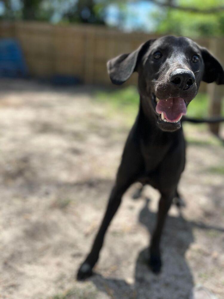 Enlarge Whoopi Pie, a Adoptable mixed breed in Statesboro, GA image 2/6