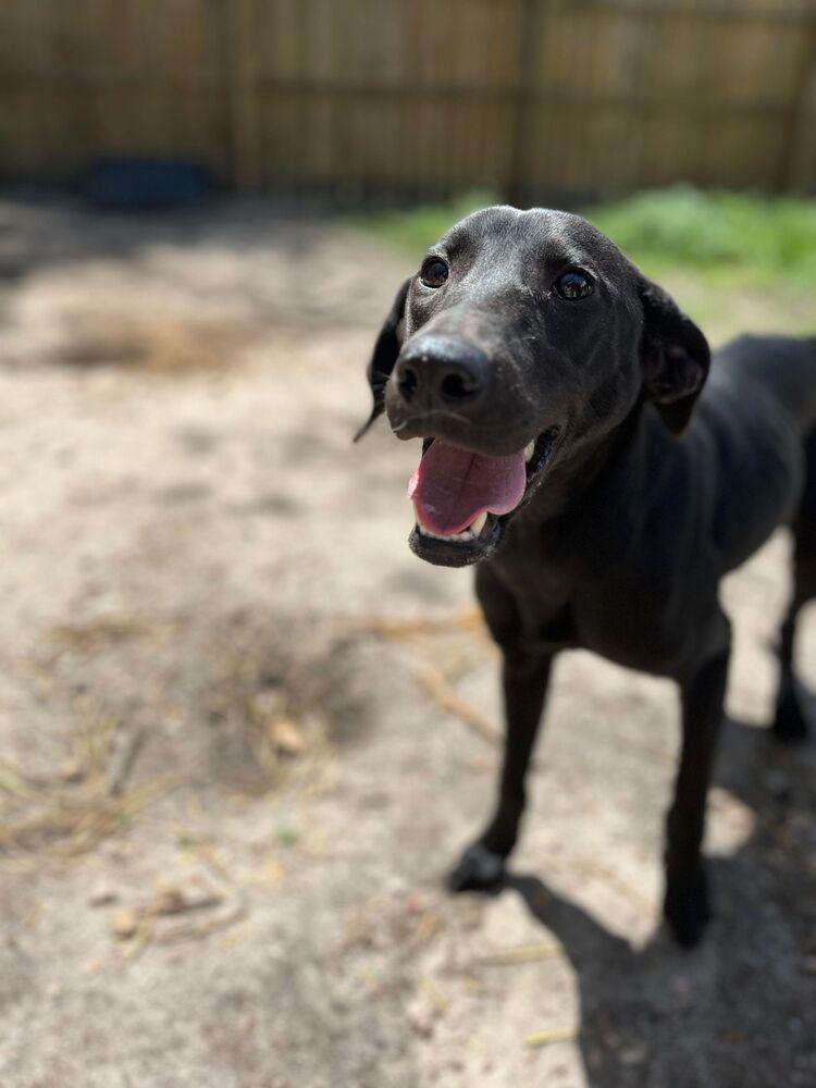 Enlarge Whoopi Pie, a Adoptable mixed breed in Statesboro, GA image 4/6