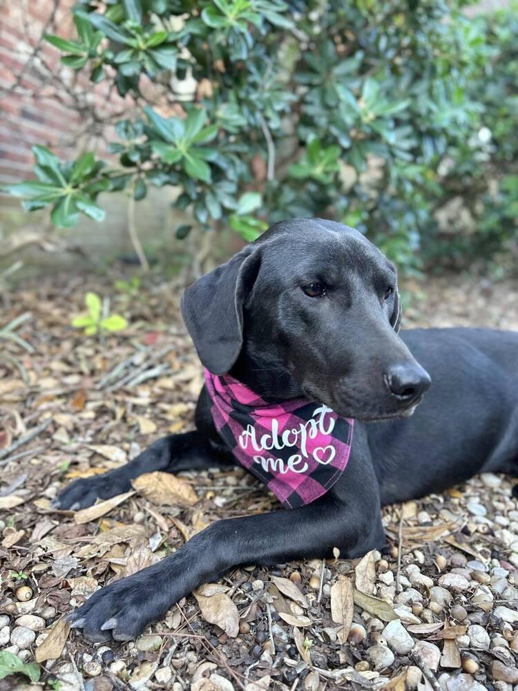 Enlarge Whoopi Pie, a Adoptable mixed breed in Statesboro, GA image 5/6