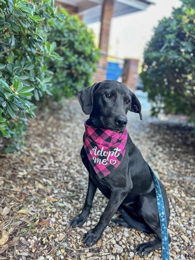 Enlarge Whoopi Pie, a Adoptable mixed breed in Statesboro, GA image 6/6
