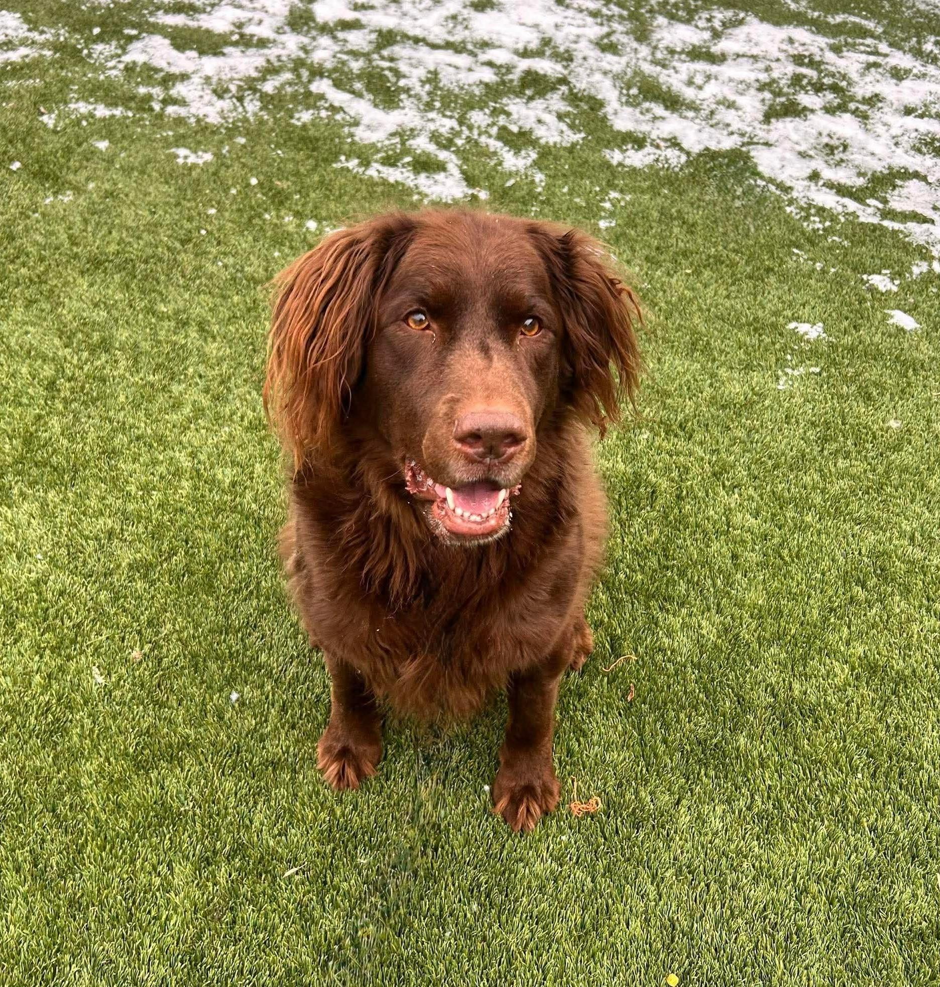 Lucky, ADOPTABLE, Adult Male Golden Retriever & Labrador Retriever.