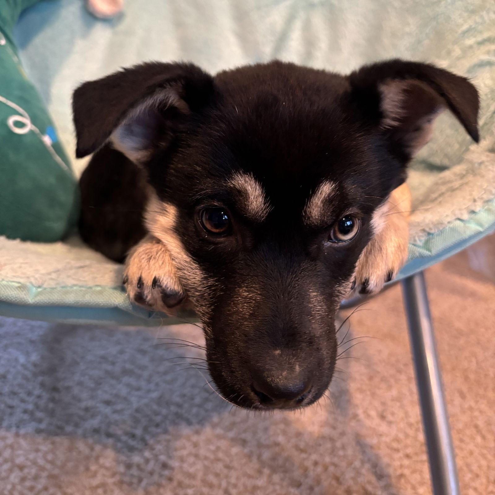 Buzzball, a Adoptable Shepherd in Fargo, ND image 1/3