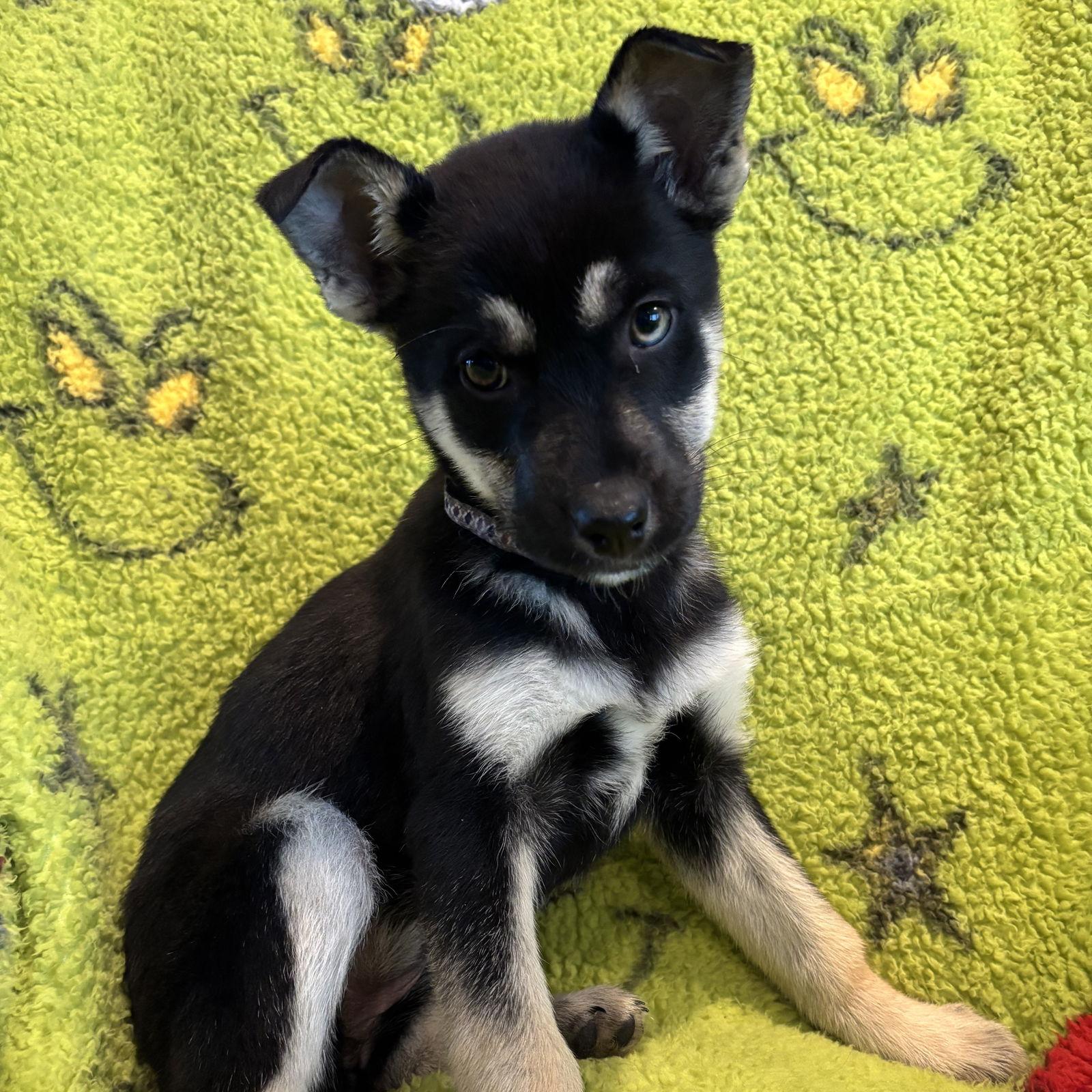 Buzzball, a Adoptable Shepherd in Fargo, ND image 2/3