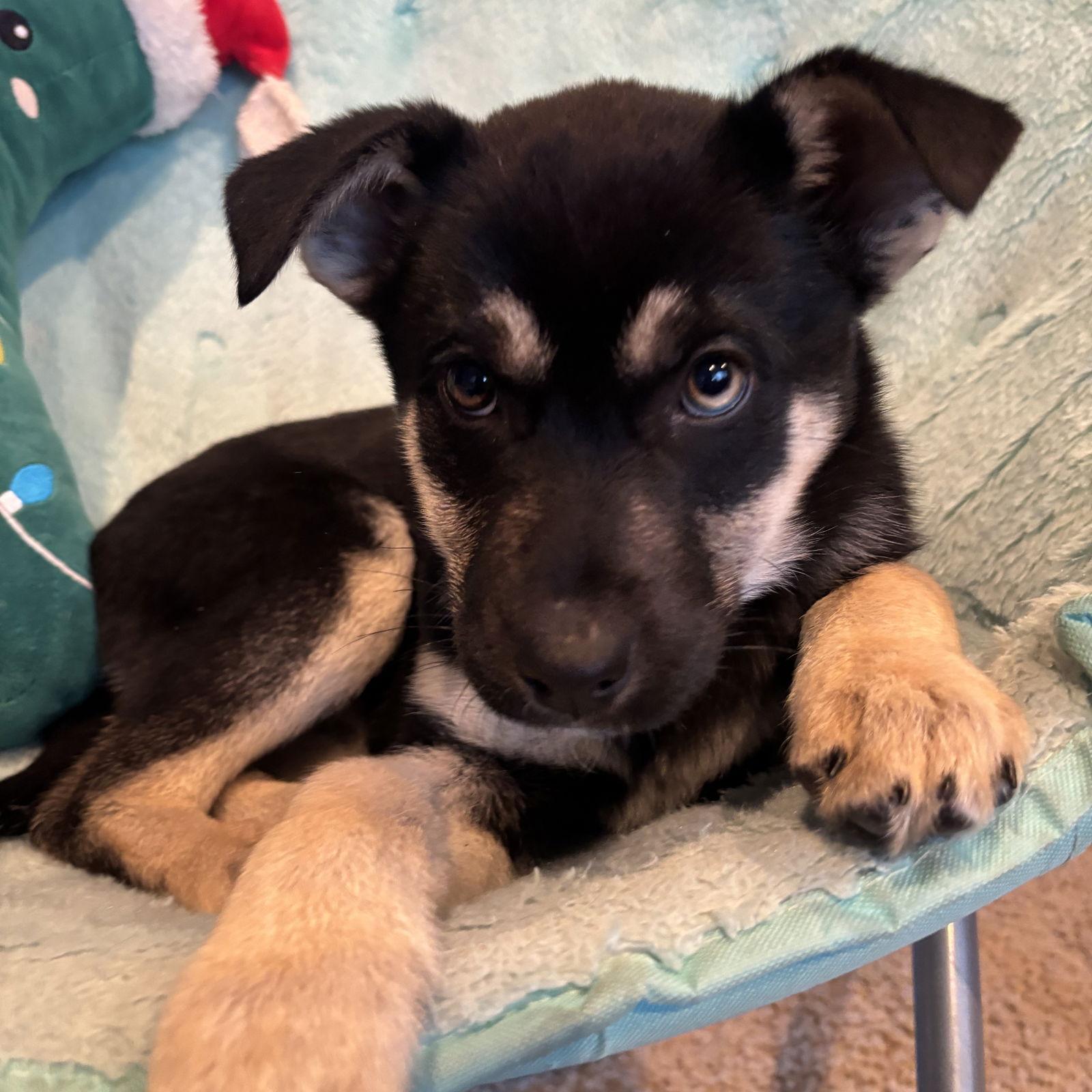 Buzzball, a Adoptable Shepherd in Fargo, ND image 3/3