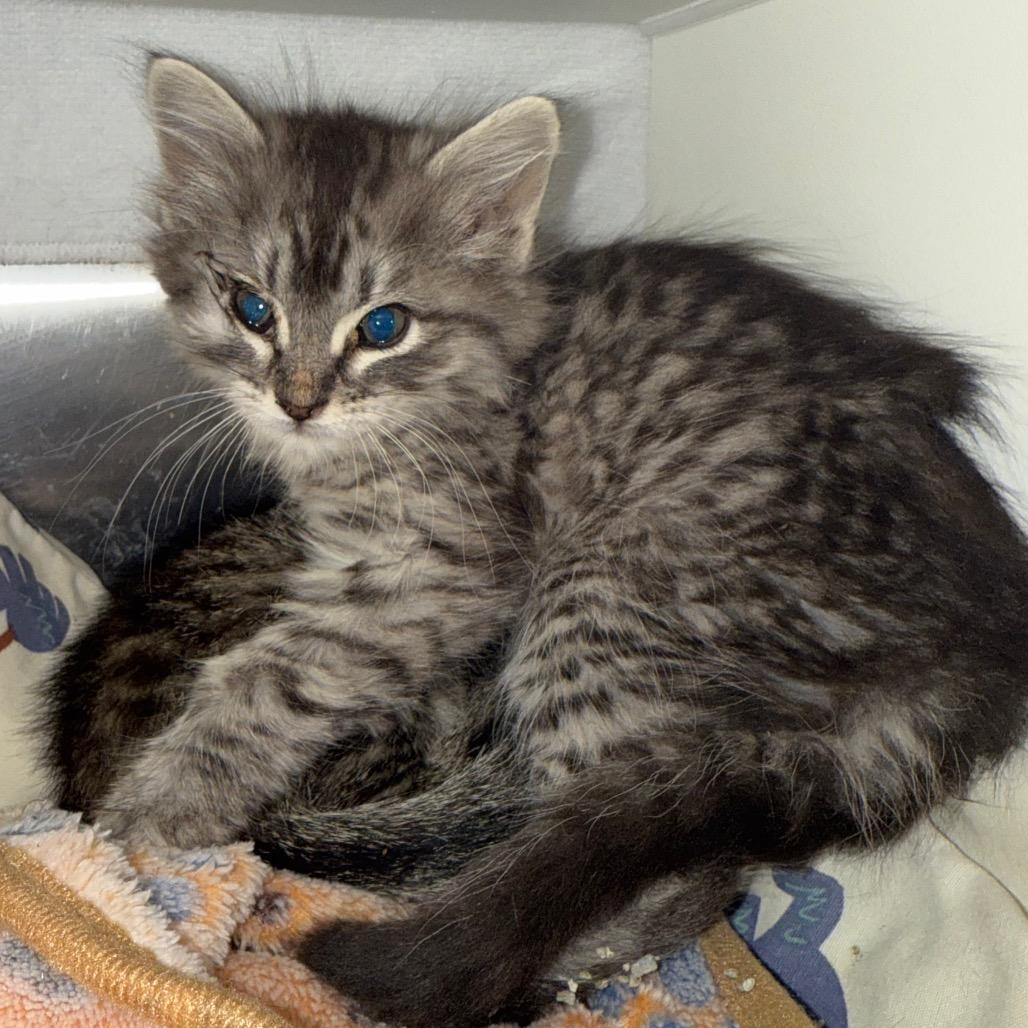 Clara, Adoptable, Kitten Female Domestic Medium Hair.