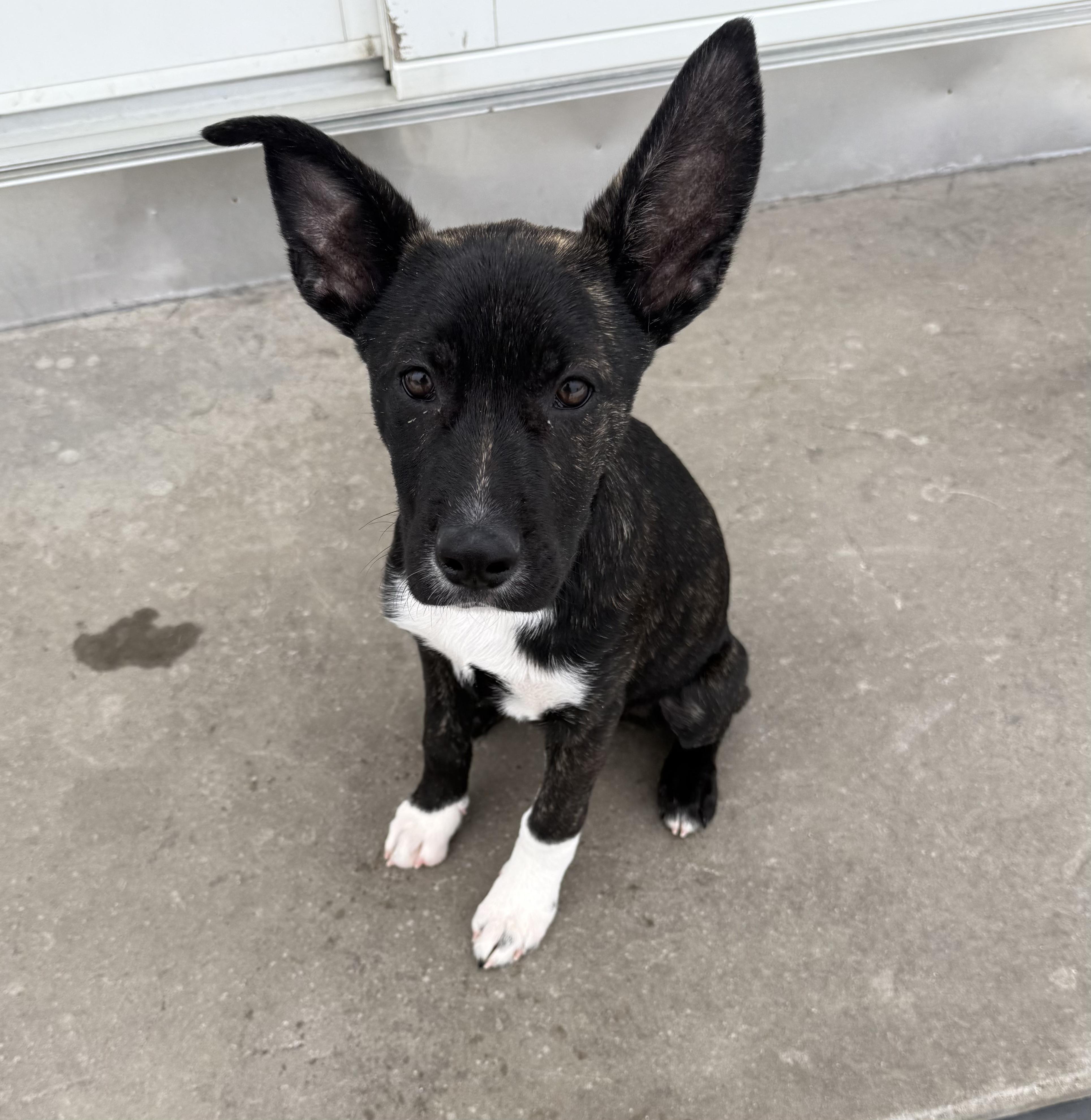 Groot — thumbnail 4