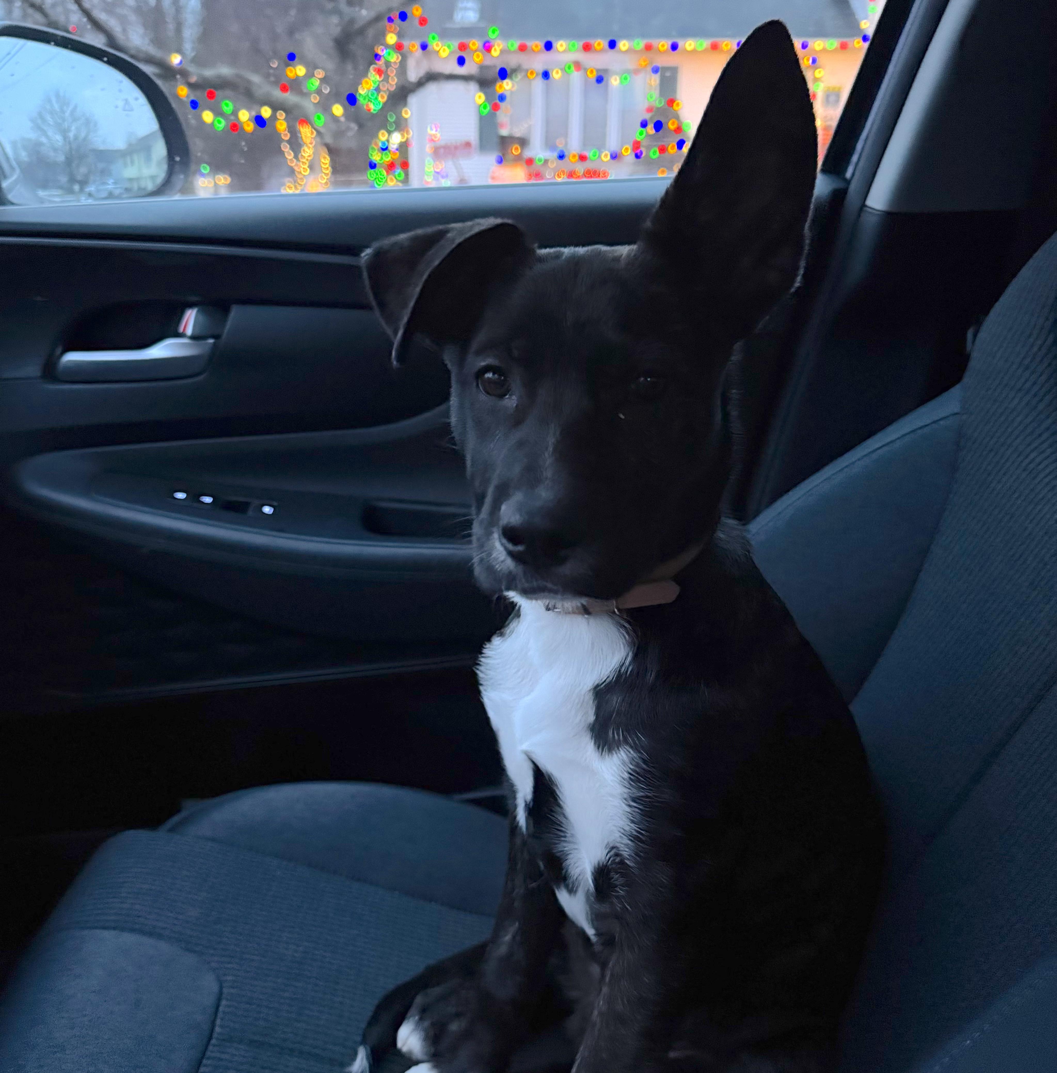 Groot — thumbnail 5