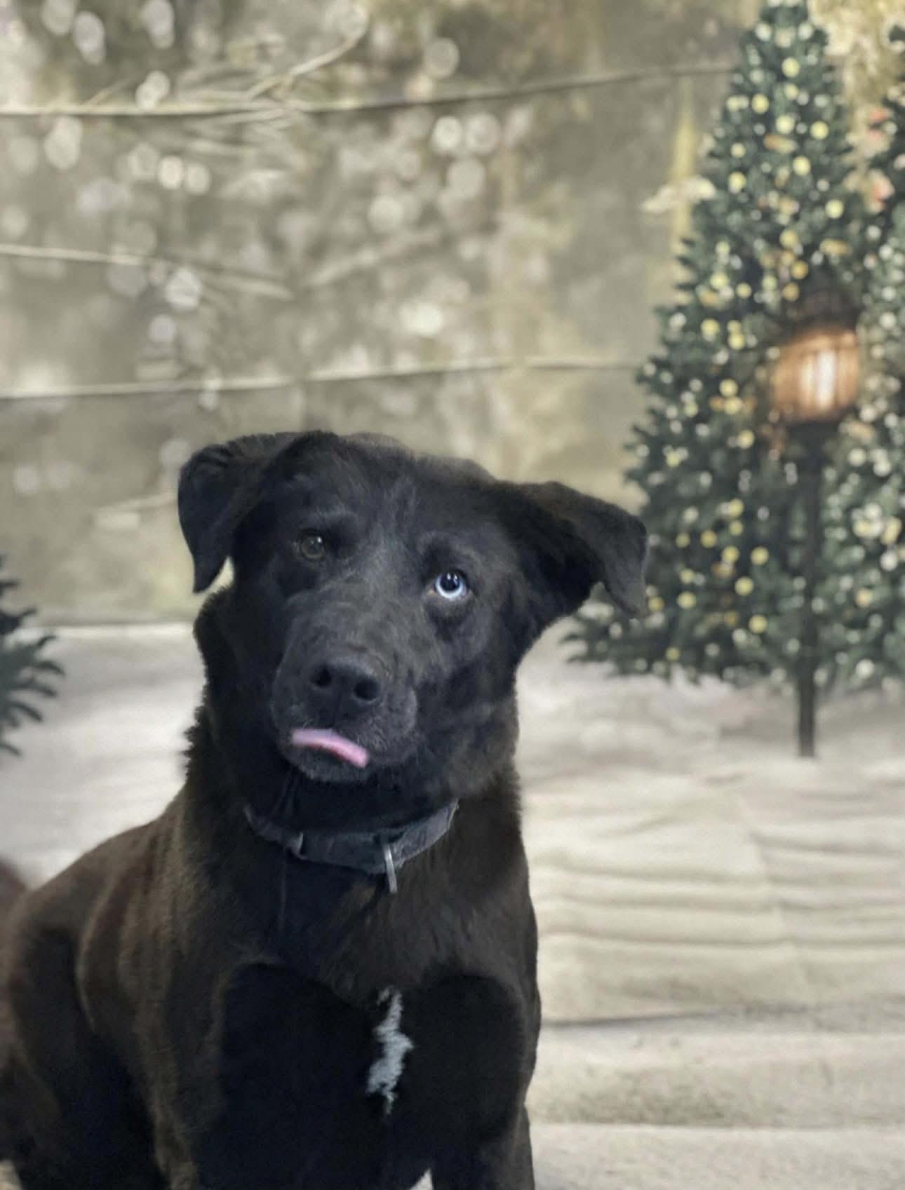 Fletcher, ADOPTABLE, Adult Male Black Labrador Retriever & Husky.