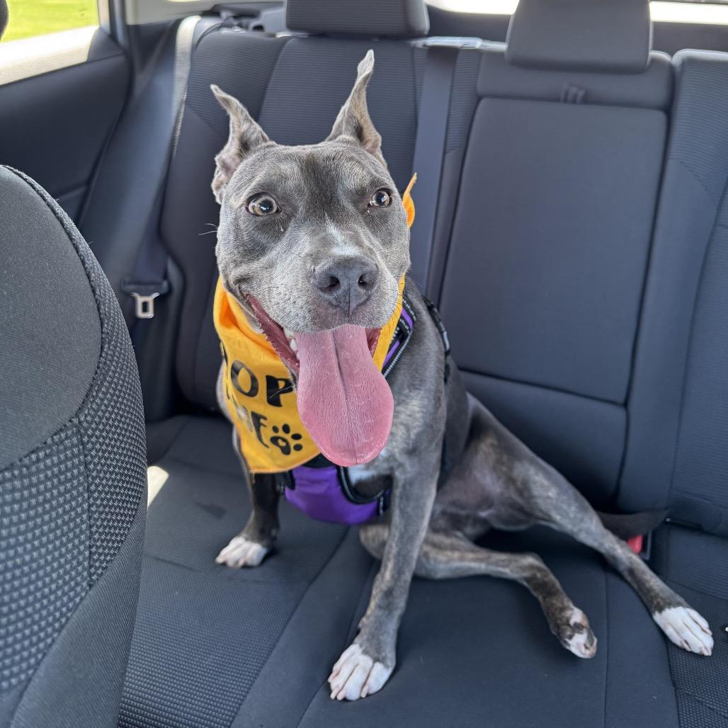 Enlarge Winnie, a Adoptable Pit Bull Terrier in Webster, TX image 1/6